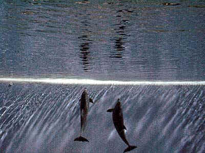 Secret Garden of Seigfried and Roy -- White tigers and dolphins