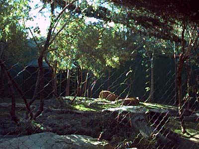 Secret Garden of Seigfried and Roy -- White tigers and dolphins