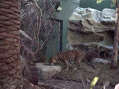 Secret Garden of Seigfried and Roy -- White tigers and dolphins