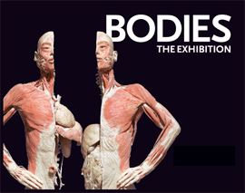 Bodies The Exhibition Museums Las Vegas Attractions